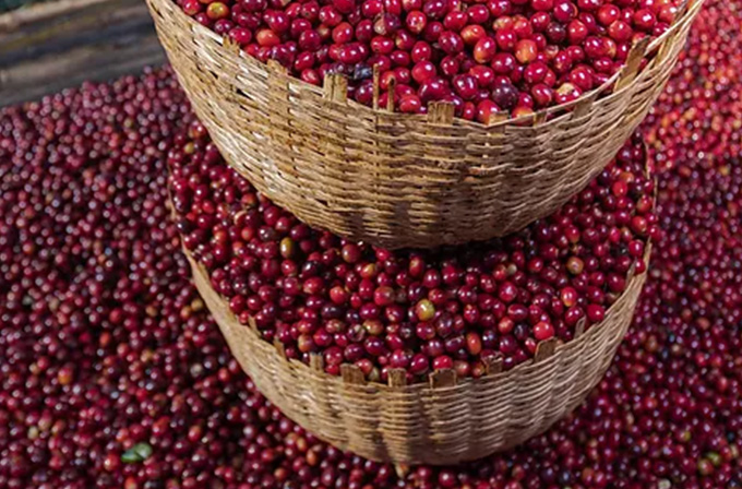 Guji