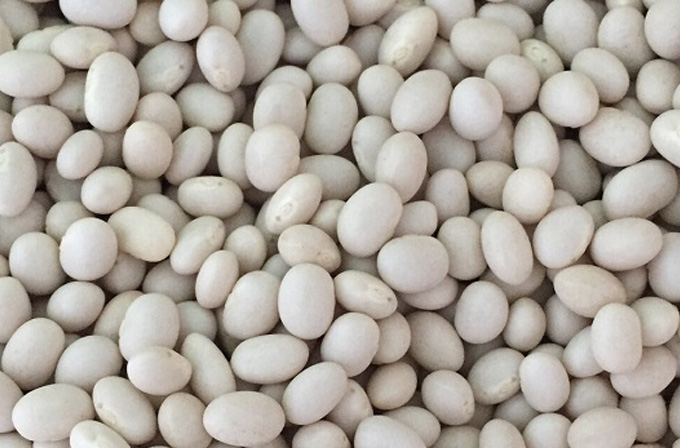 White Pea Bean